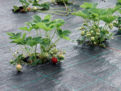 Агротекстиль Agrojutex 130г/м2 - 4.20x100м Агротекстиль Agrojutex 130г/м2 - 4.20x100м